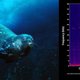 Imagen para el artículo titulado Las focas utilizan una especie de lenguaje bajo el agua que casi ninguna otra especie puede oír